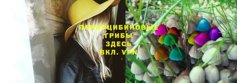 Галлюциногенные грибы Magic Shrooms  купить   Горячий Ключ 